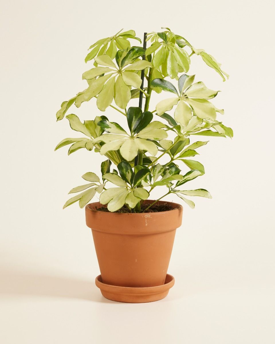 Schefflera Strahlenaralie Melanie