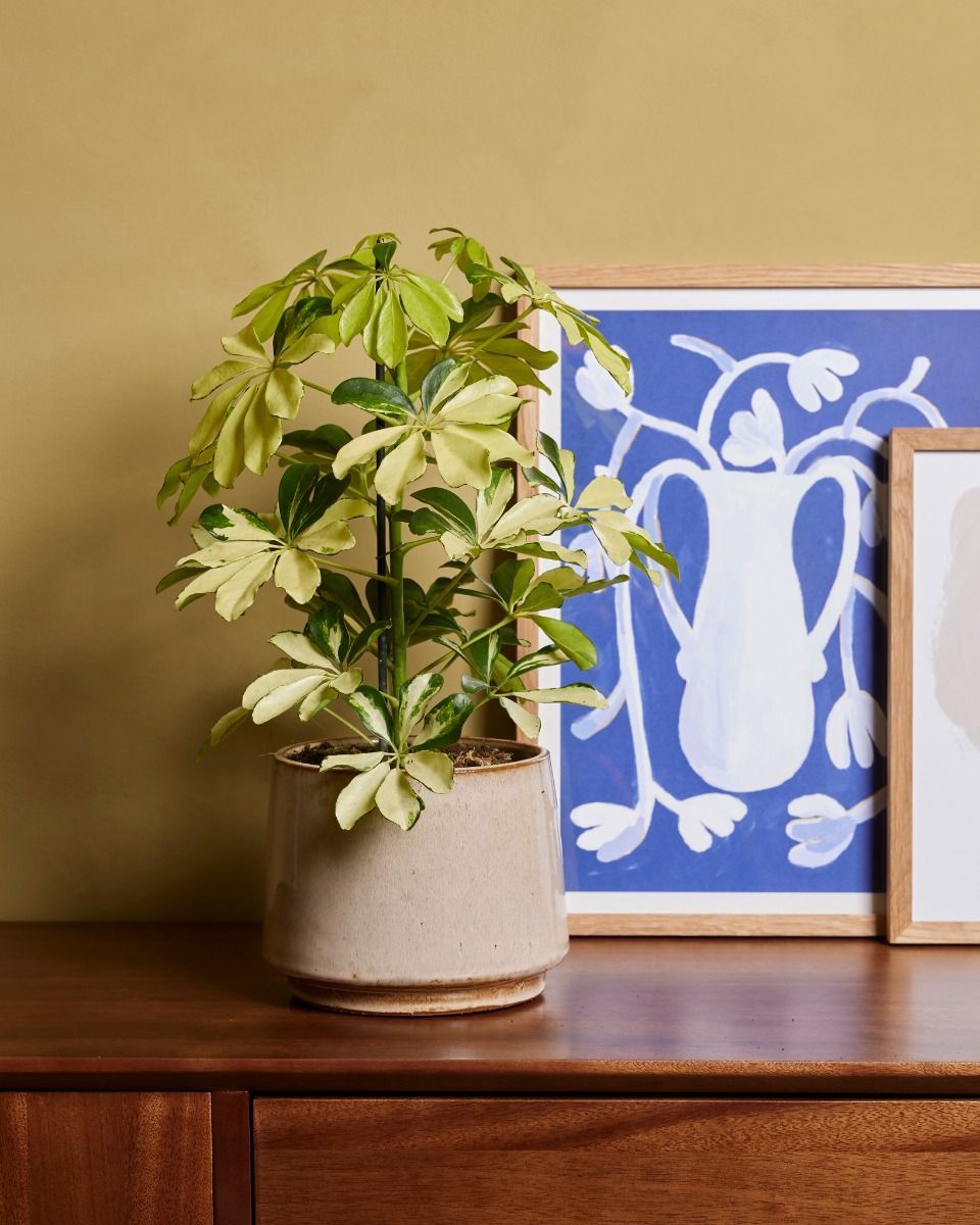 Schefflera Strahlenaralie Melanie