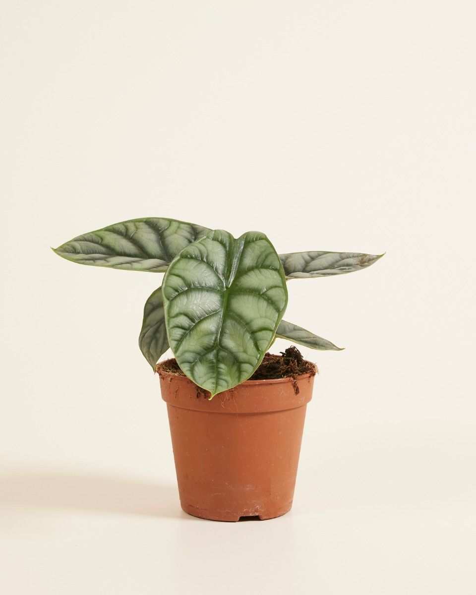 Alocasia Elefantenohr Silver Dragon