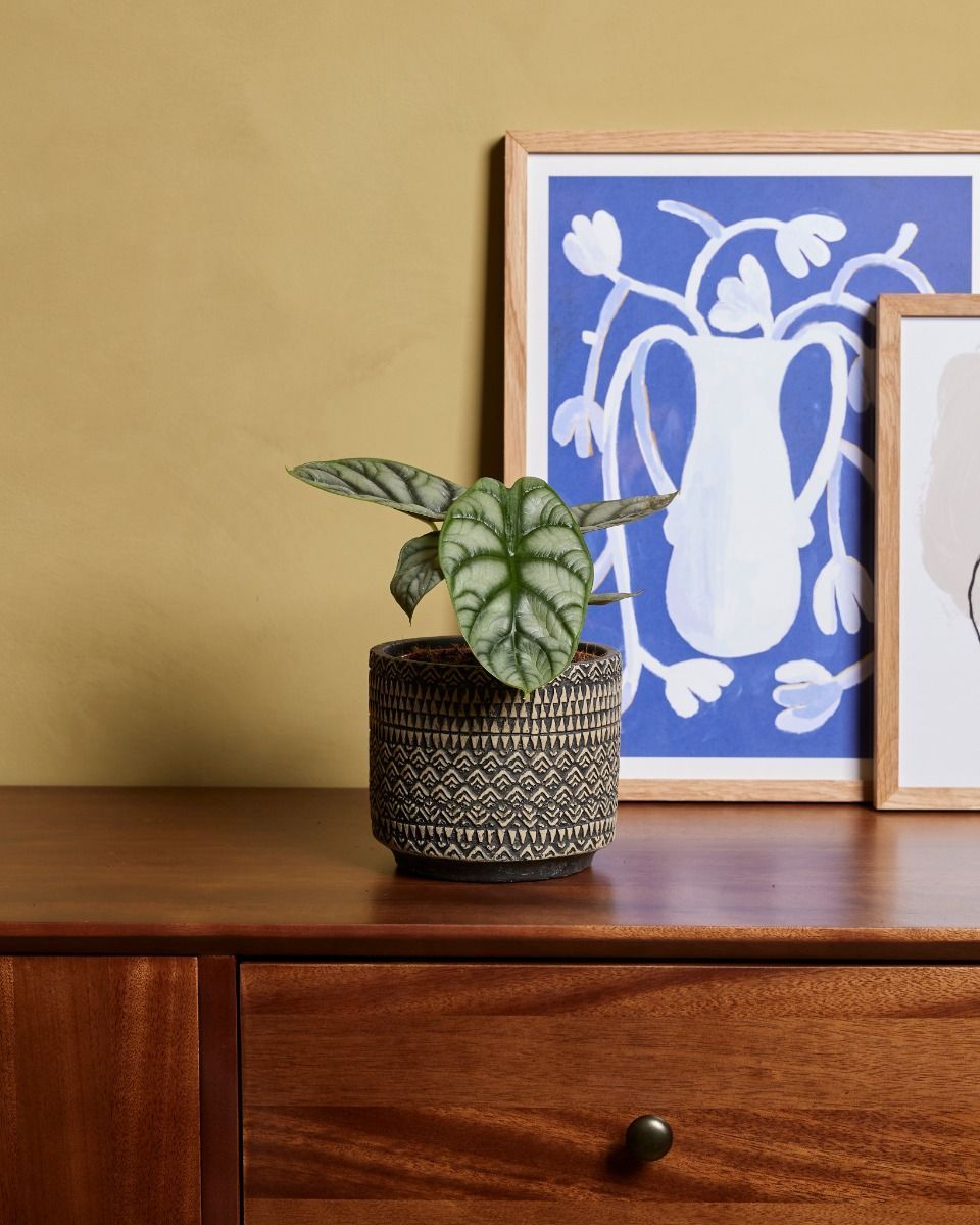 Alocasia Elefantenohr Silver Dragon