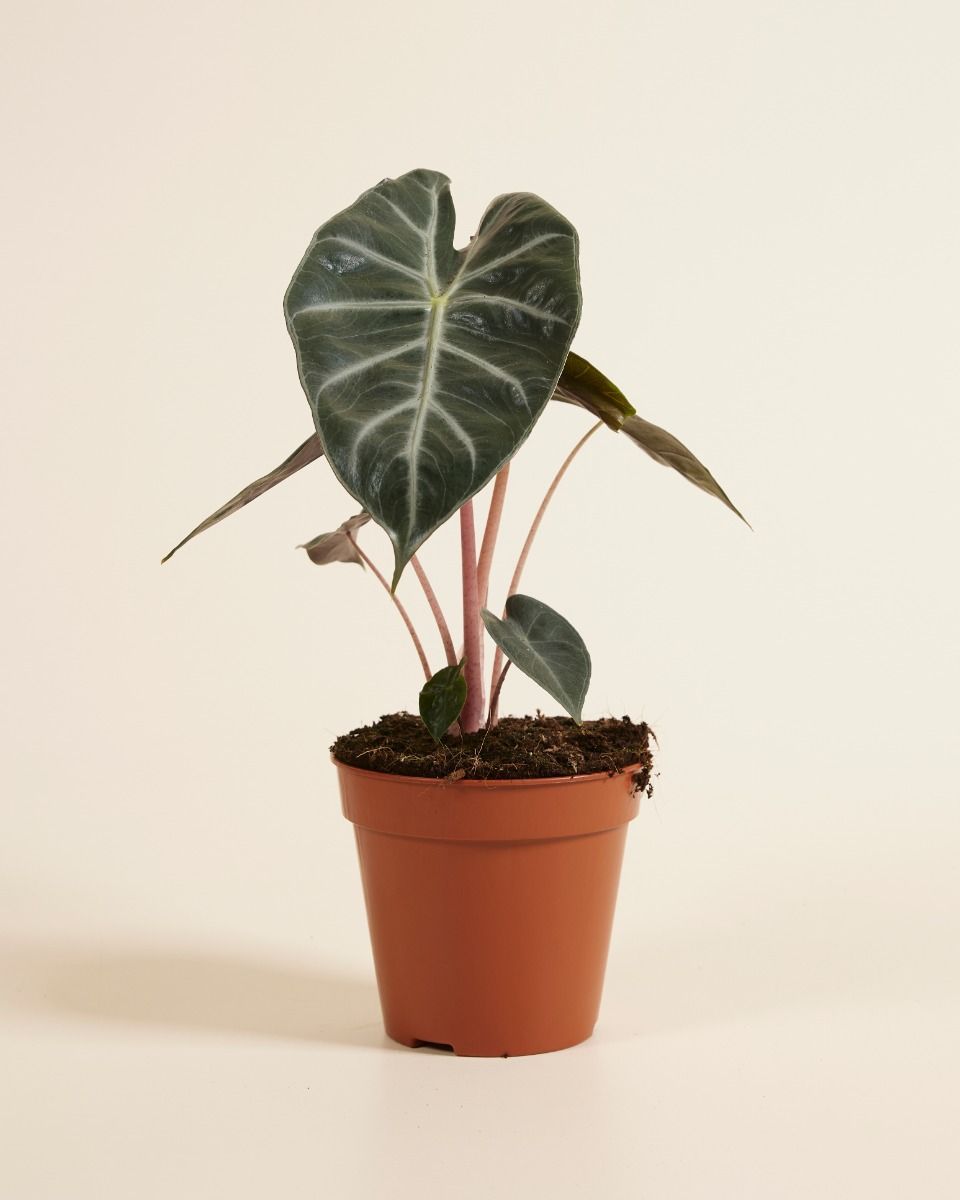 Alocasia Elefantenohr Pink Dragon