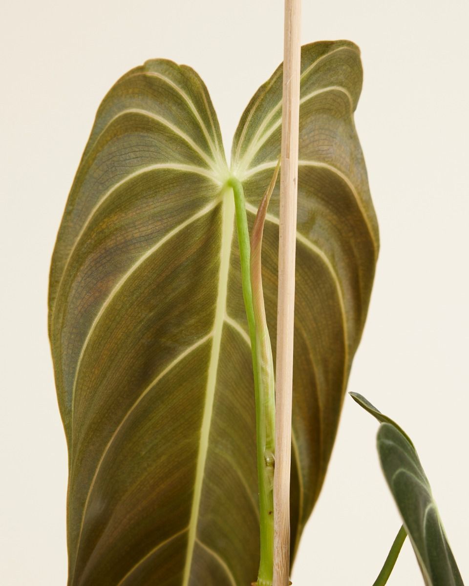 Philodendron Baumfreund Melanochrysum