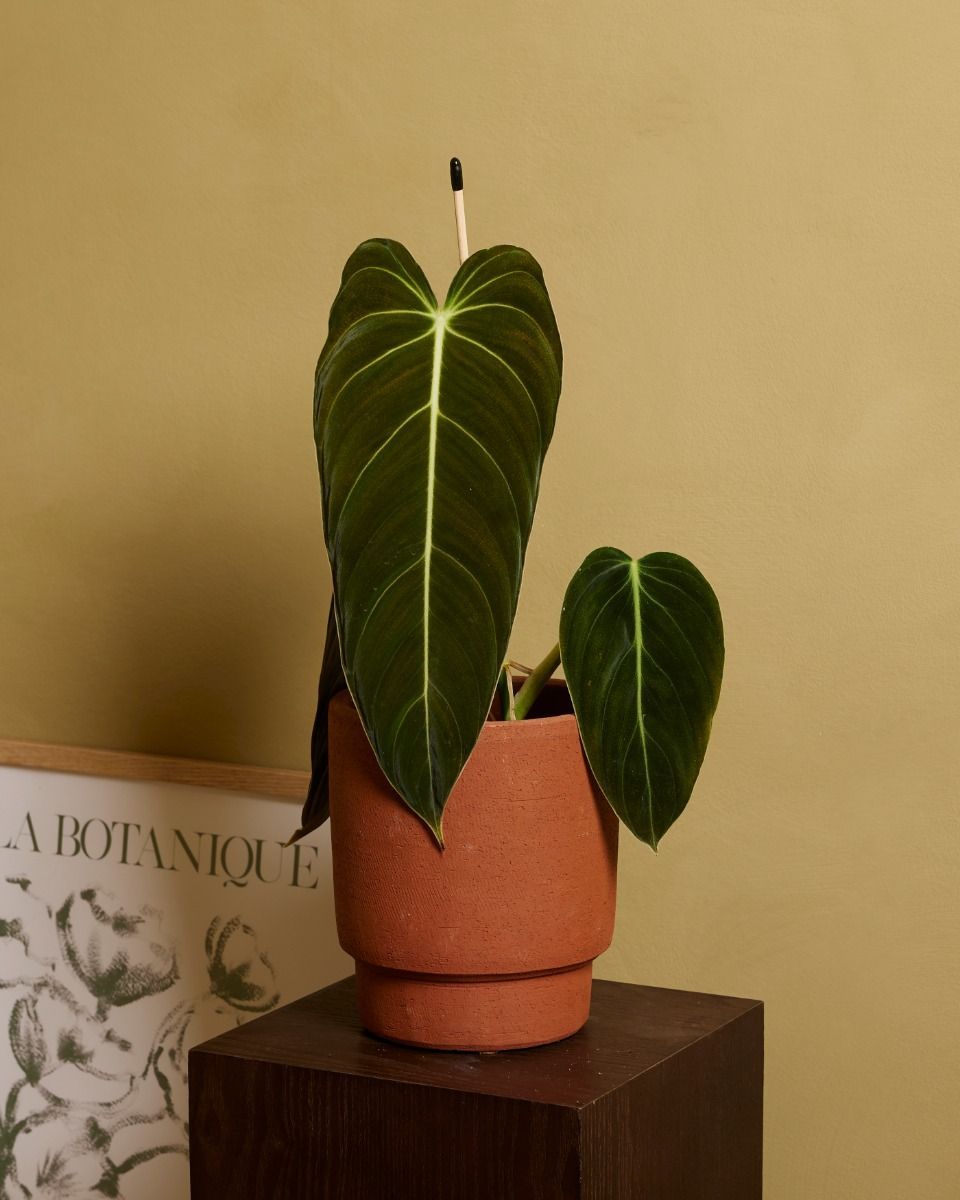Philodendron Baumfreund Melanochrysum