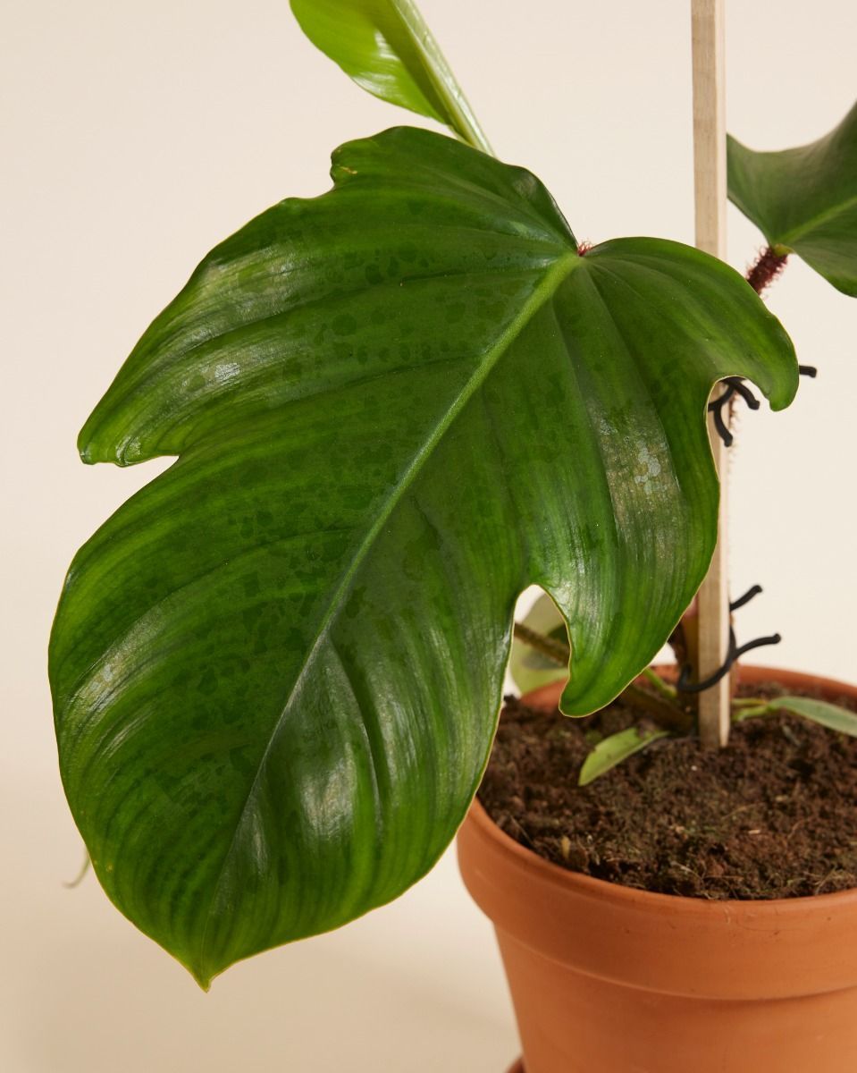 Philodendron Baumfreund Squamiferum