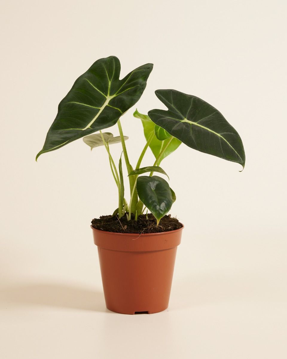 Alocasia Elefantenohr Frydek