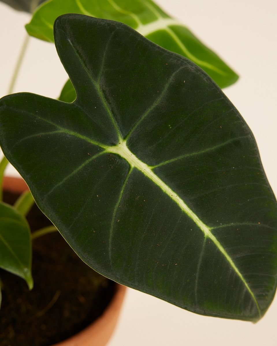 Alocasia Elefantenohr Frydek