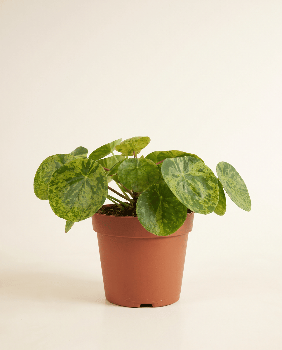Pilea Peperomioides Pancake plant Mojito®