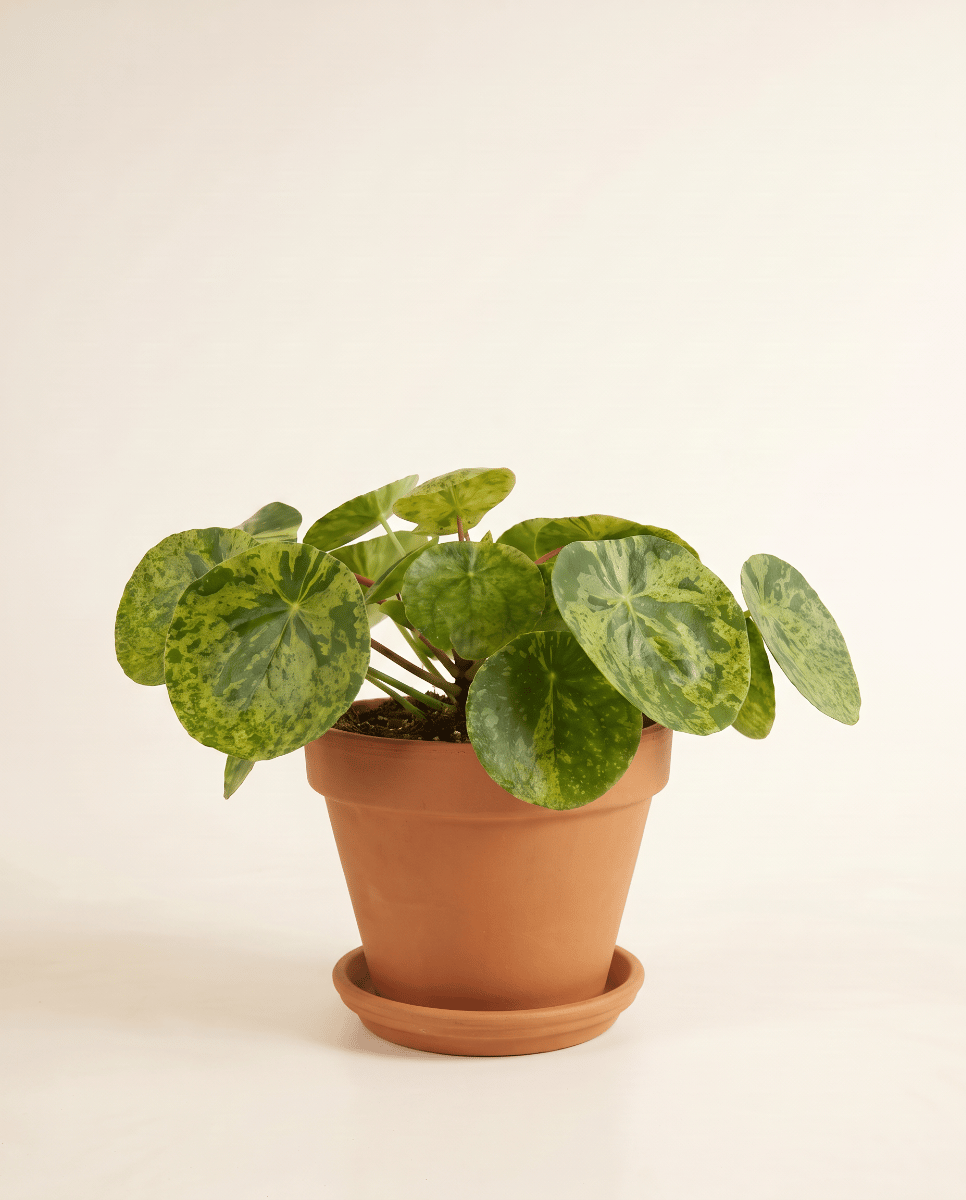 Pilea Peperomioides Pancake plant Mojito®