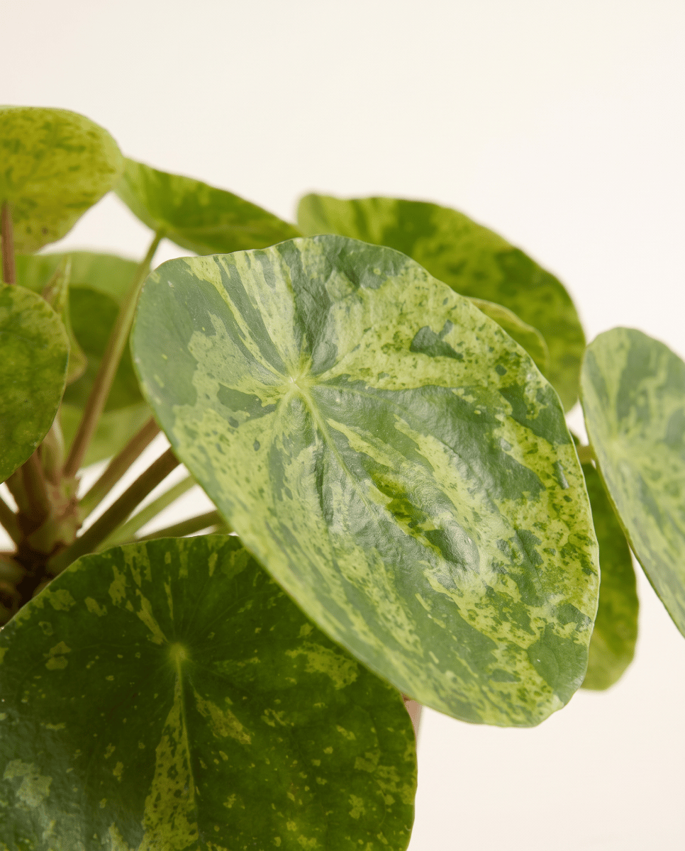Pilea Peperomioides Pancake plant Mojito®
