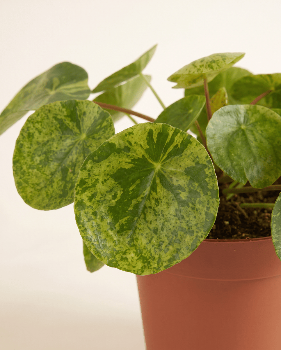 Pilea Peperomioides Pancake plant Mojito®
