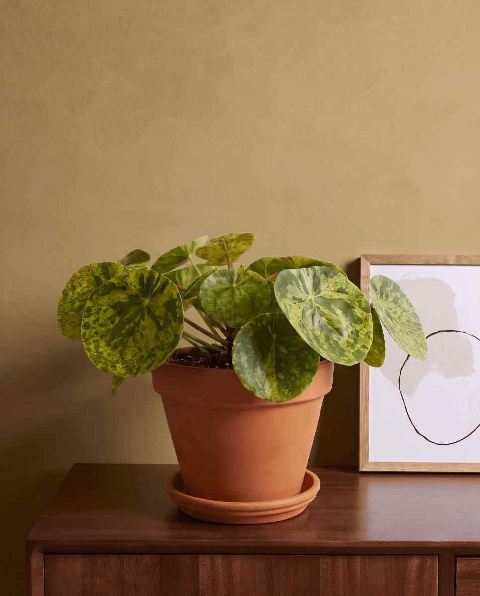 Pilea Peperomioides Pancake plant Mojito®