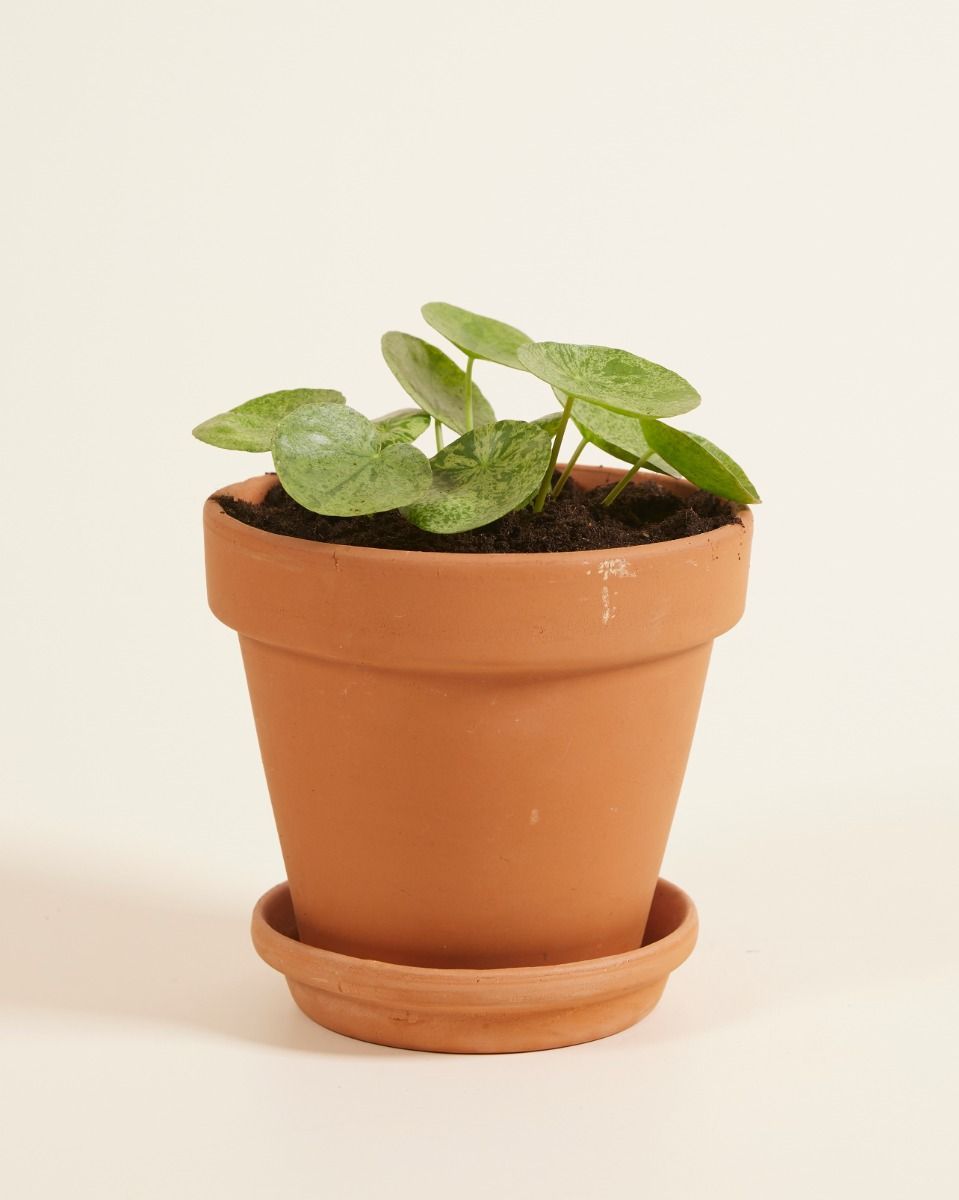 Pilea Peperomioides Ufopflanze Mojito®