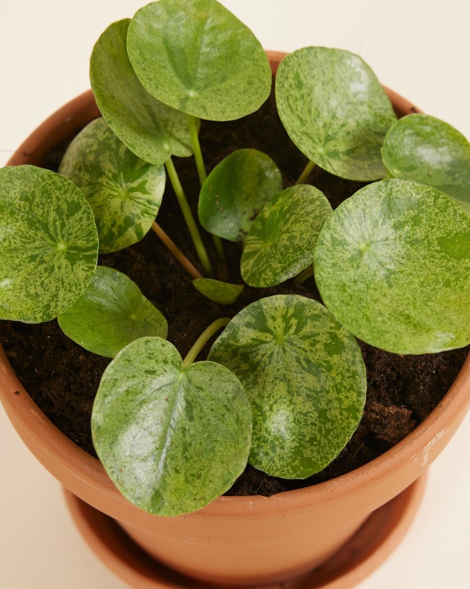 Pilea Peperomioides Ufopflanze Mojito®