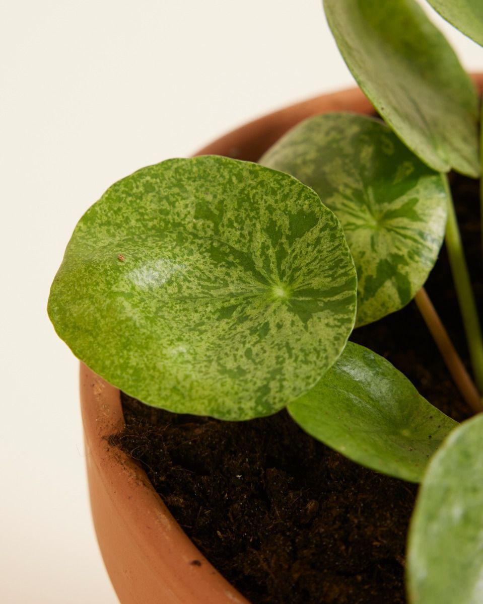 Pilea Peperomioides Ufopflanze Mojito®
