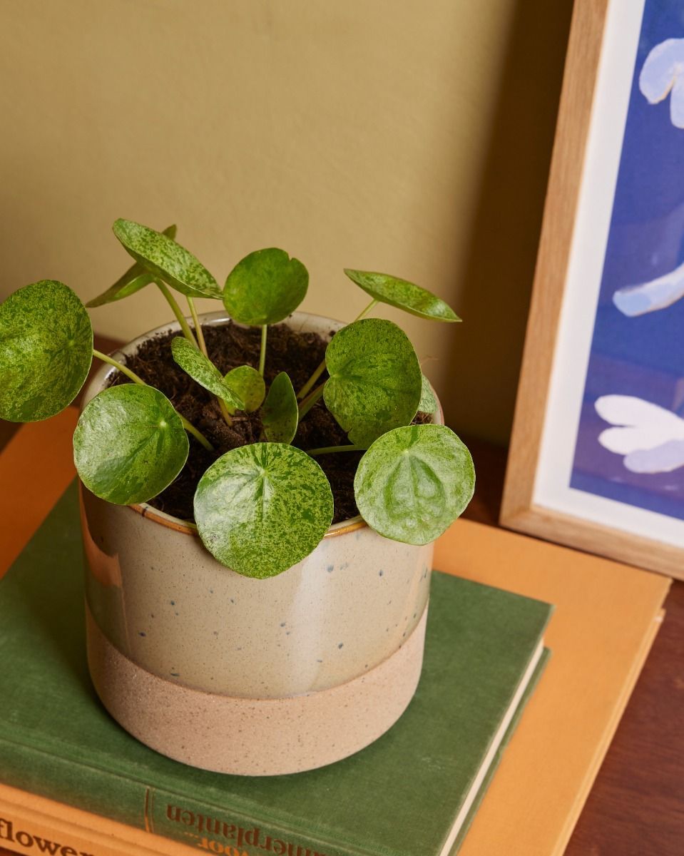 Pilea Peperomioides Ufopflanze Mojito®