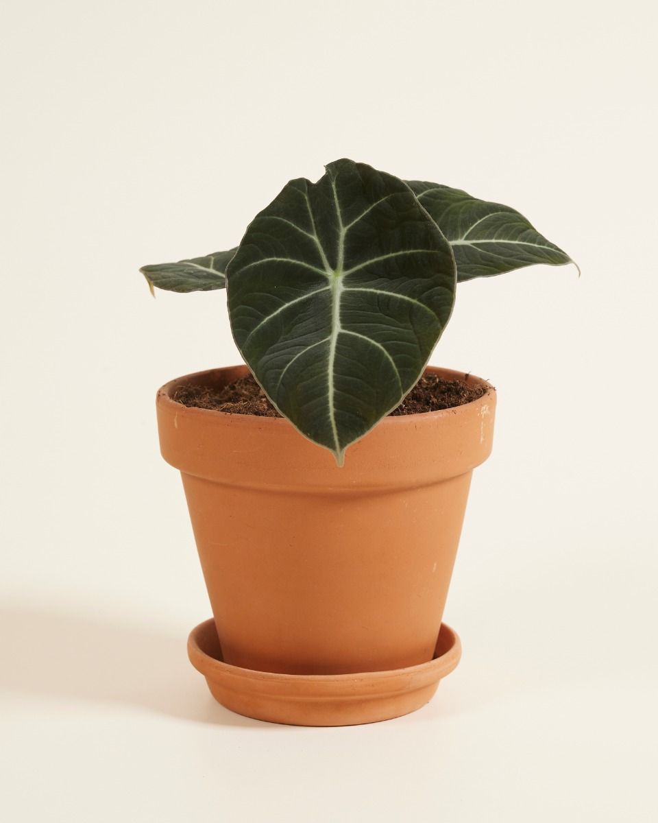 Alocasia Elefantenohr Black Velvet