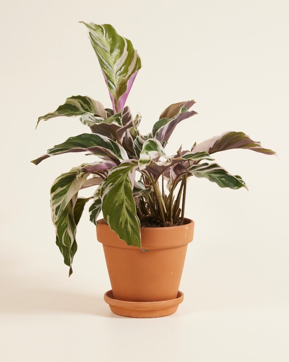 Calathea Pfeilwurze Stella