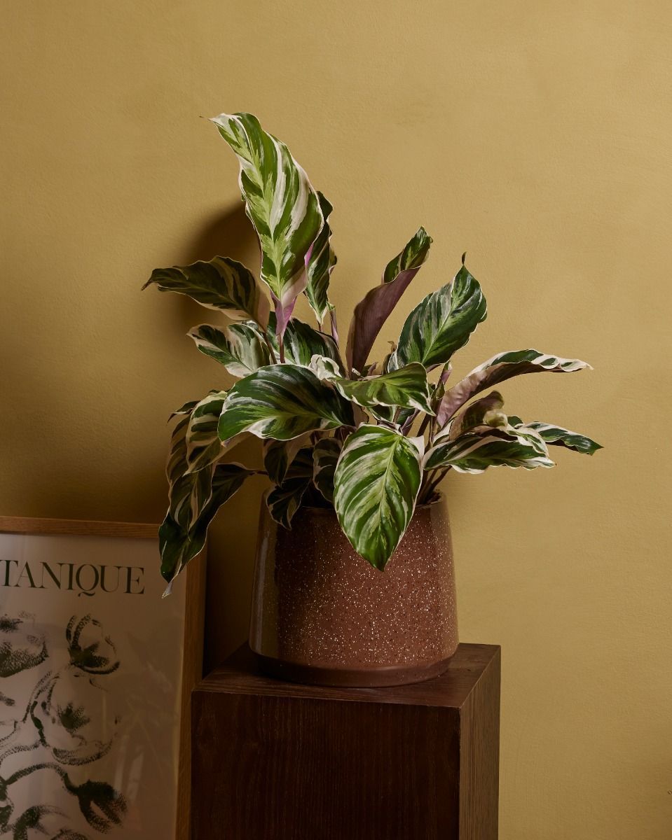 Calathea Pfeilwurze Stella
