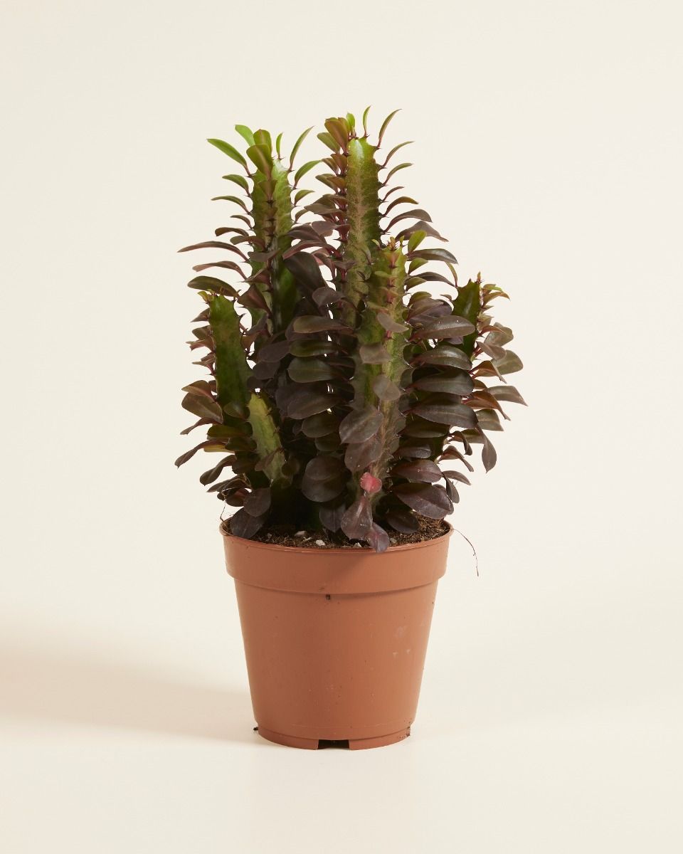 Euphorbia Wolfsmilch Rubra