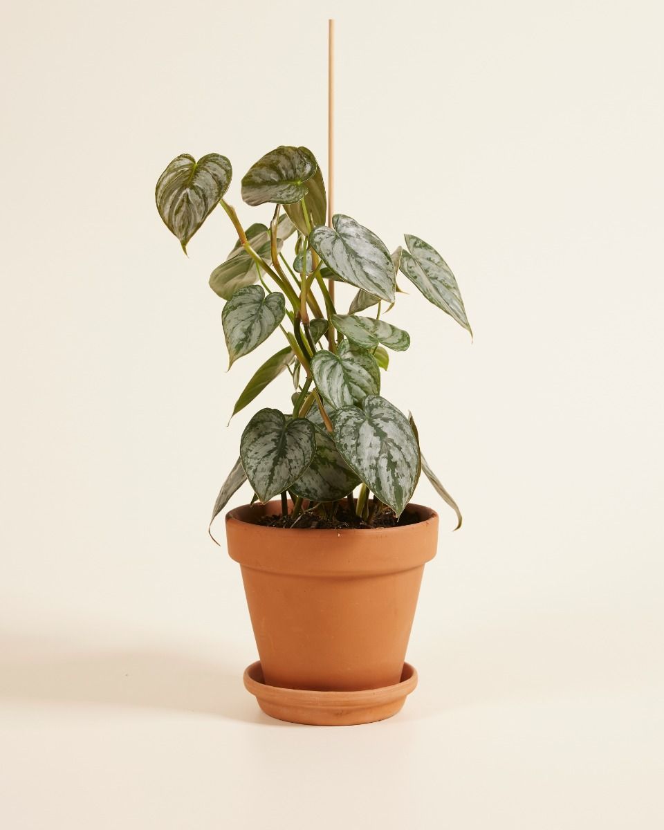 Philodendron Baumfreund Brandtianum