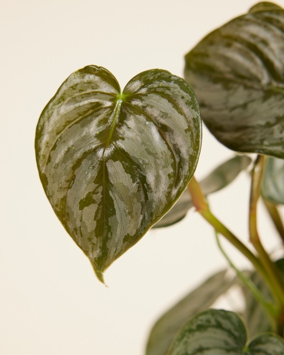 Philodendron Baumfreund Brandtianum