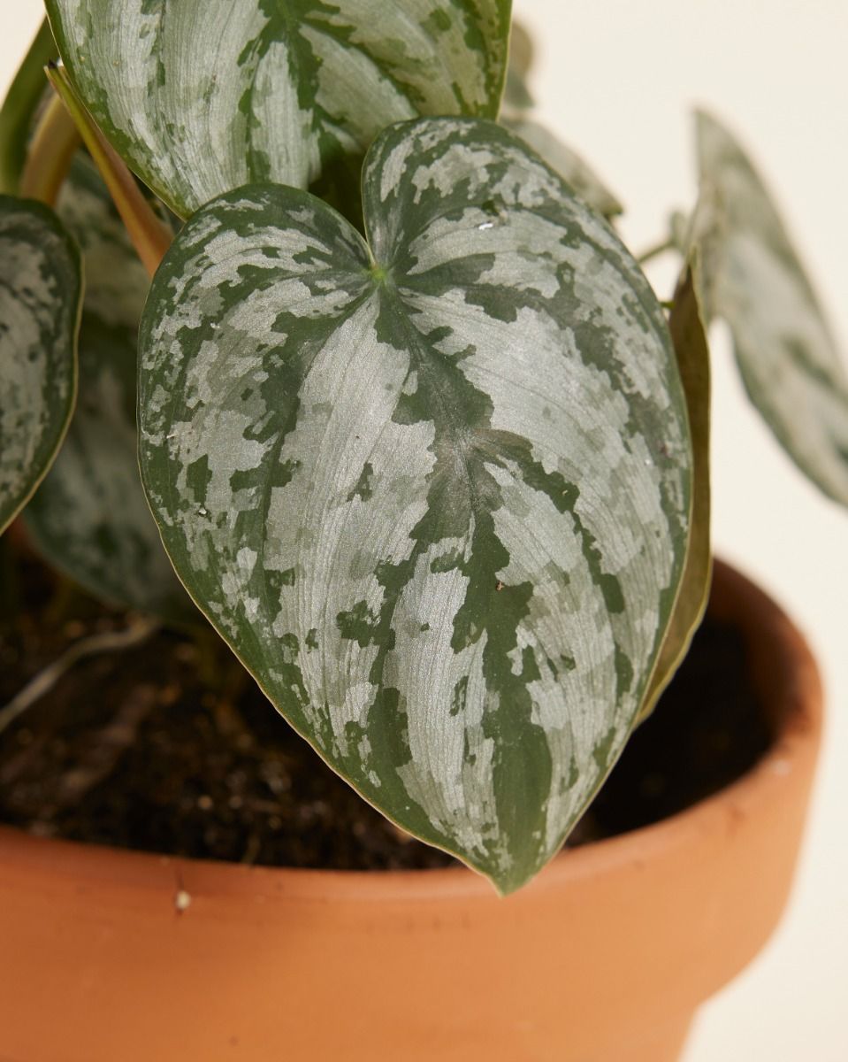 Philodendron Baumfreund Brandtianum