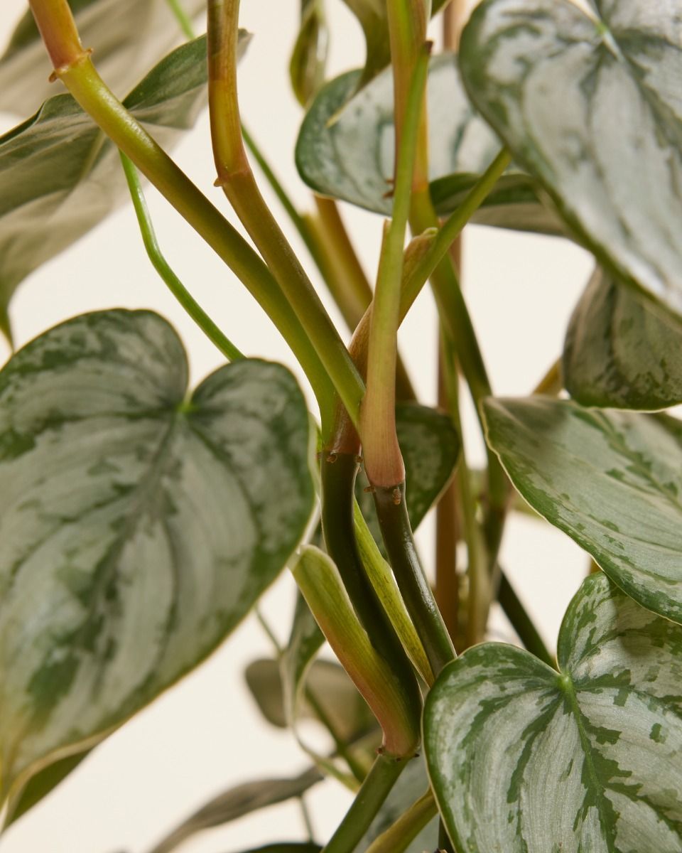 Philodendron Baumfreund Brandtianum