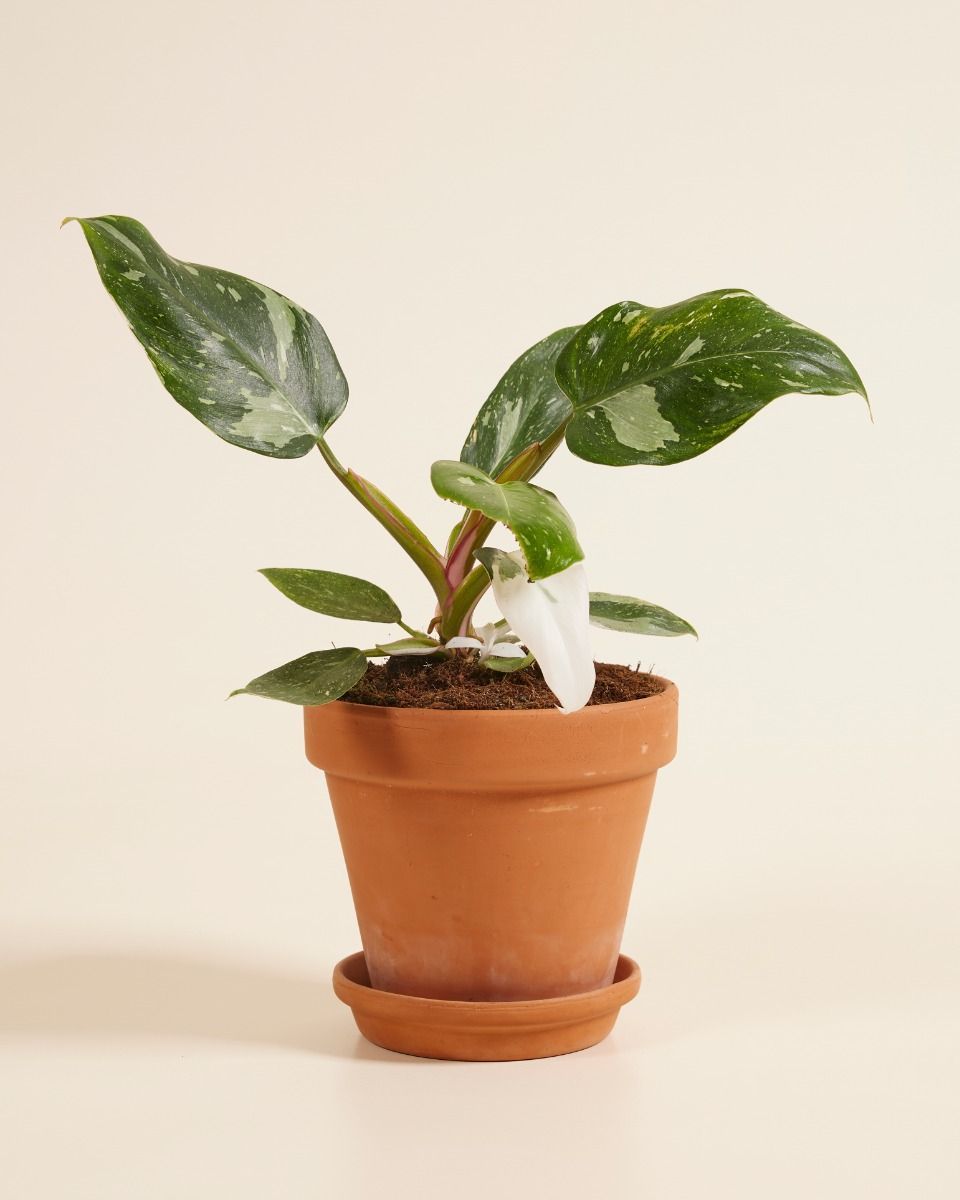 Philodendron Baumfreund White Princess