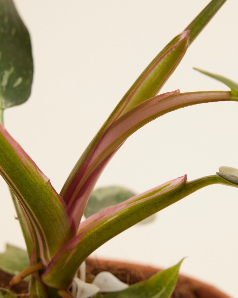 Philodendron Baumfreund White Princess