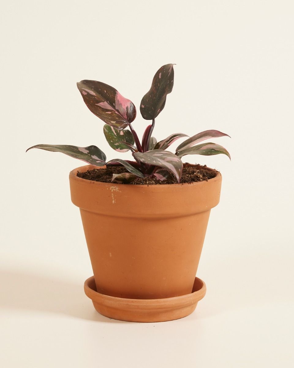 Philodendron Baumfreund Pink Princess
