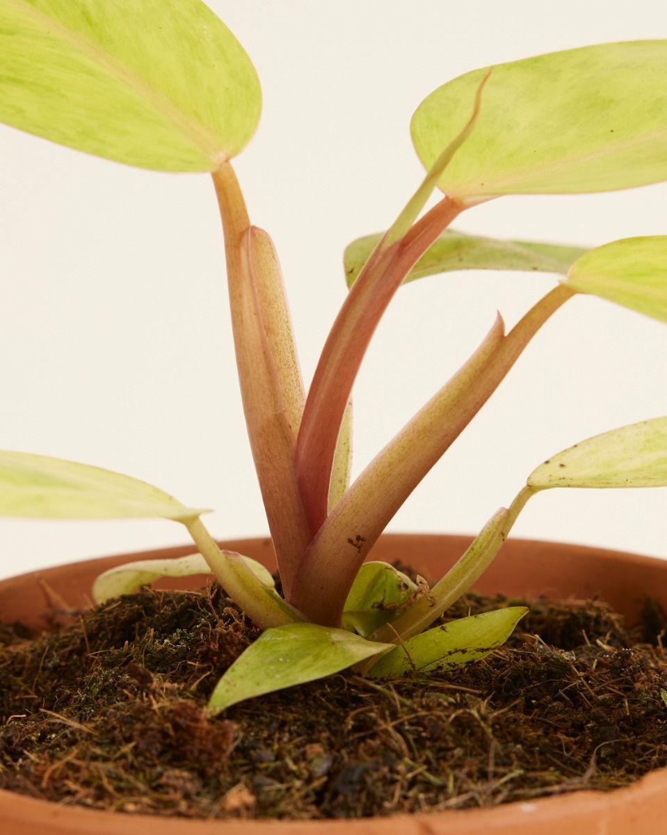 Philodendron Baumfreund Painted Lady