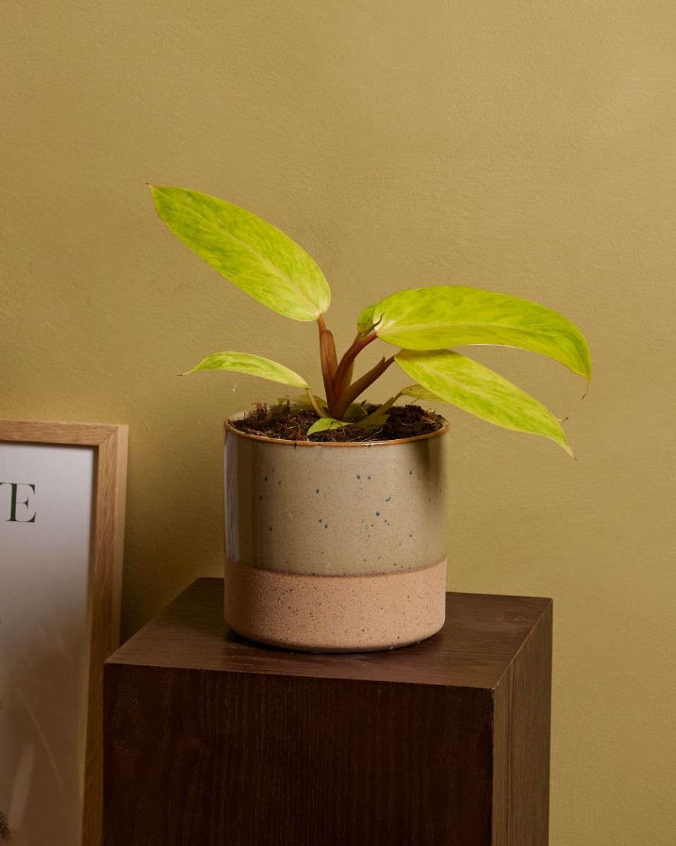 Philodendron Baumfreund Painted Lady