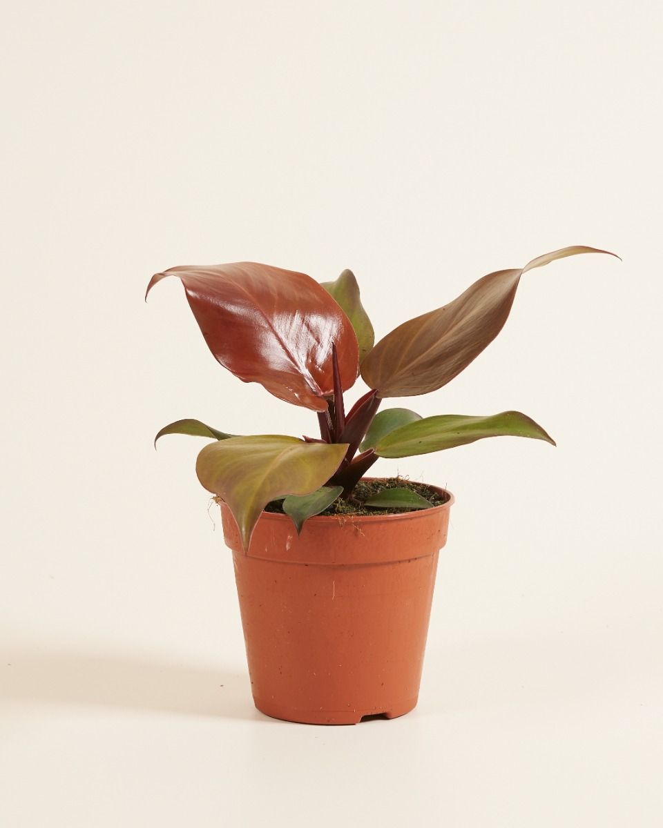 Philodendron Baumfreund McColley's Finale