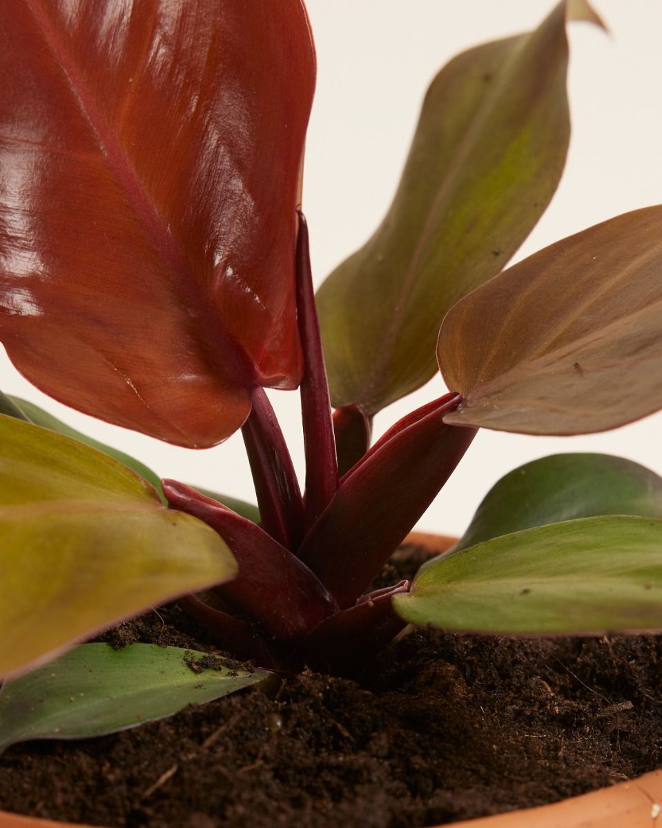 Philodendron Baumfreund McColley's Finale