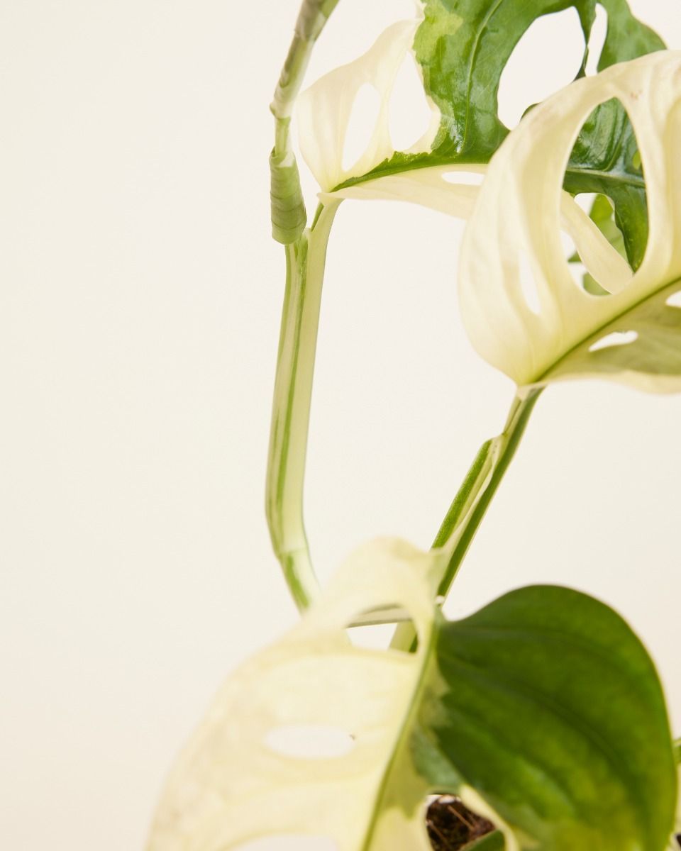 Monstera Fensterblatt Adansonii Variegated