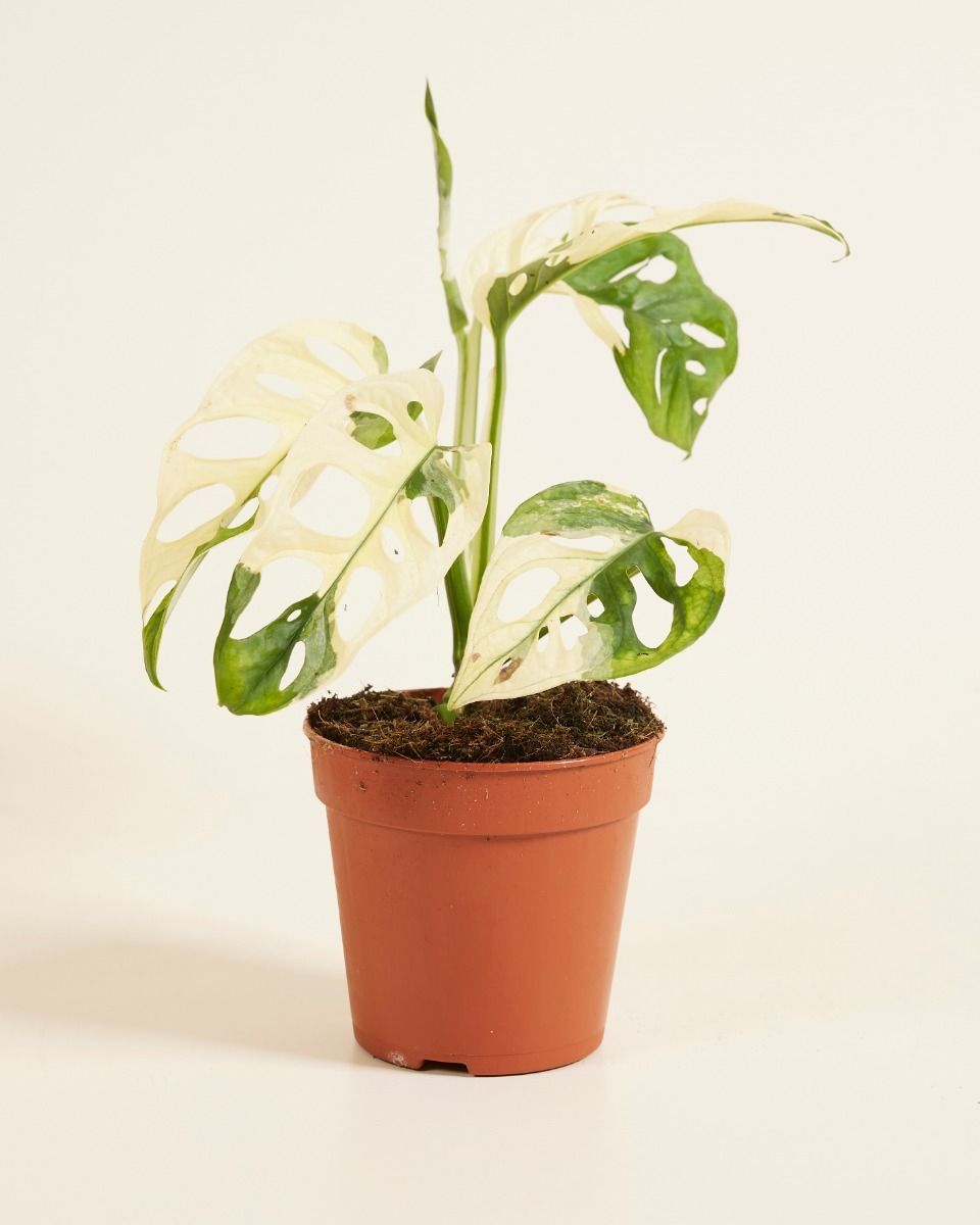 Monstera Fensterblatt Adansonii Variegated