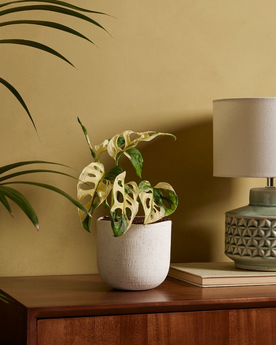 Monstera Fensterblatt Adansonii Variegated