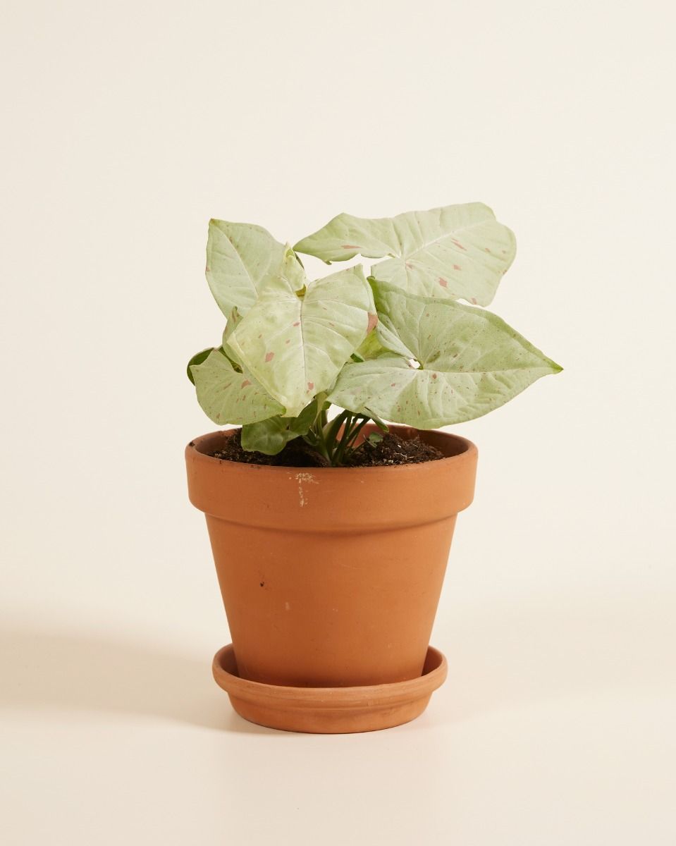 Syngonium Arrowhead Confetti