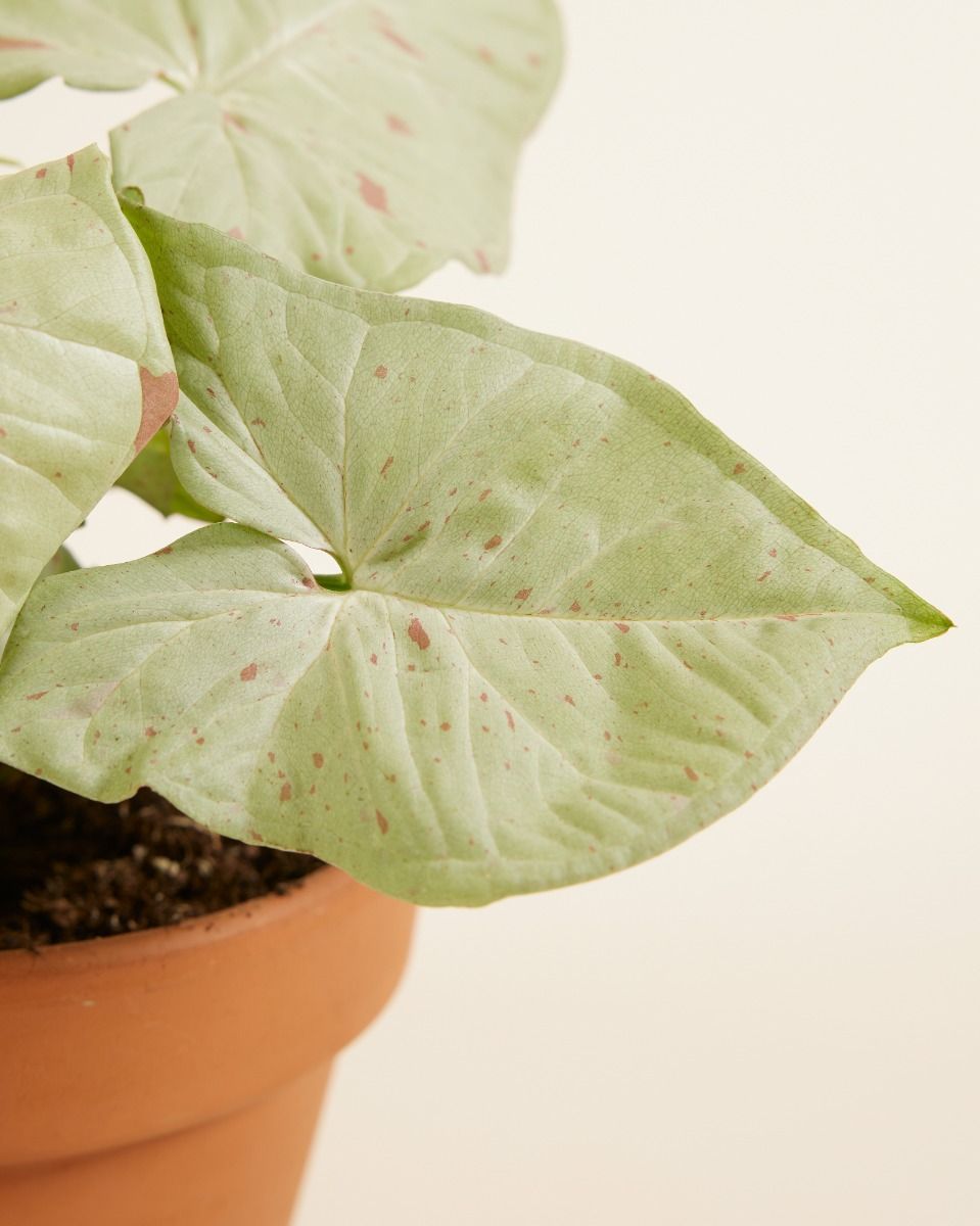 Syngonium Arrowhead Confetti