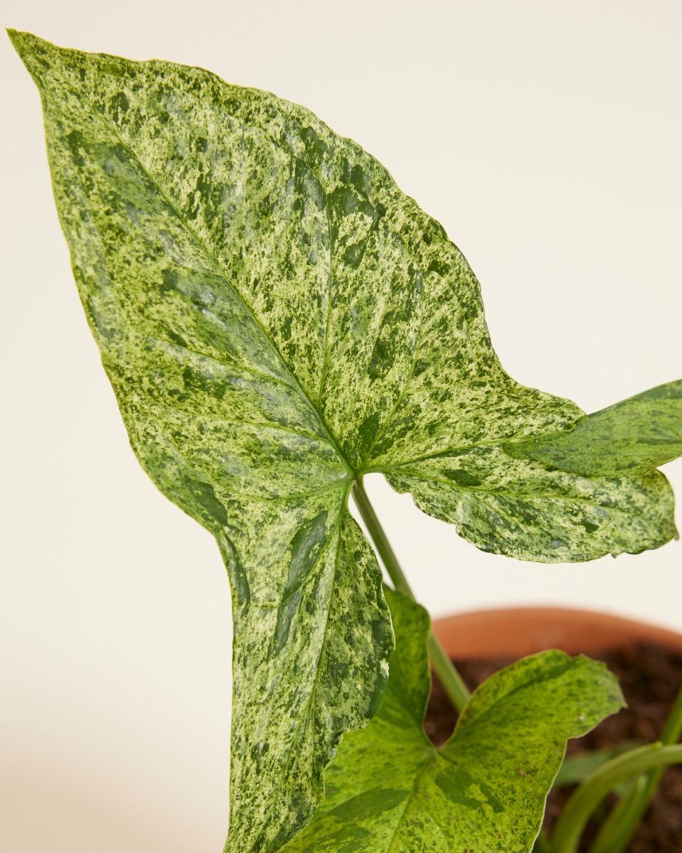 Syngonium Arrowhead Mottled