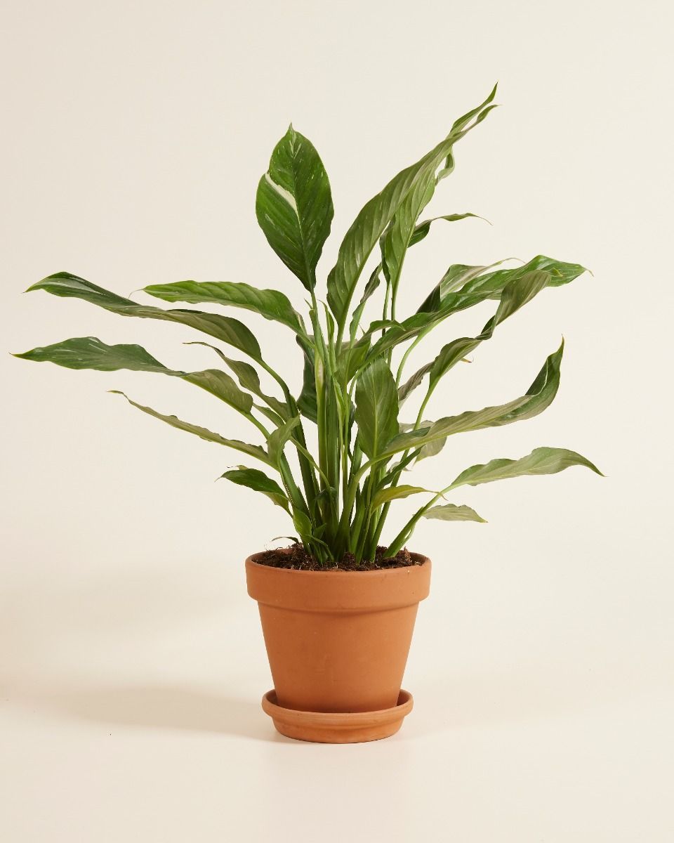 Spathiphyllum Einblatt Diamond Variegata