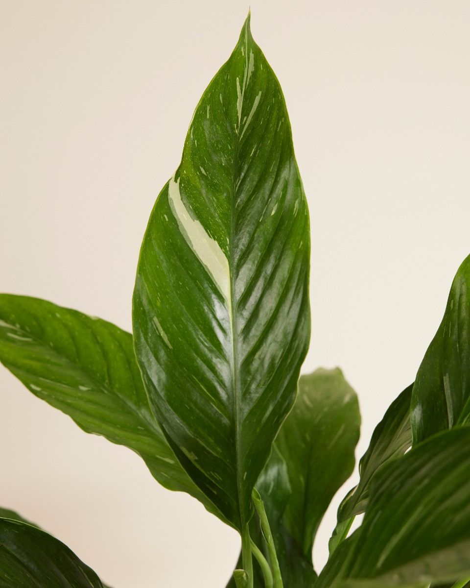 Spathiphyllum Einblatt Diamond Variegata
