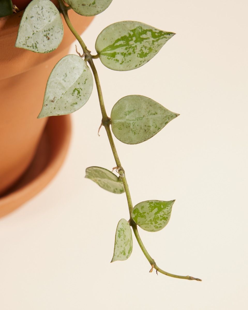 Hoya Wax plant Kroniana Eskimo