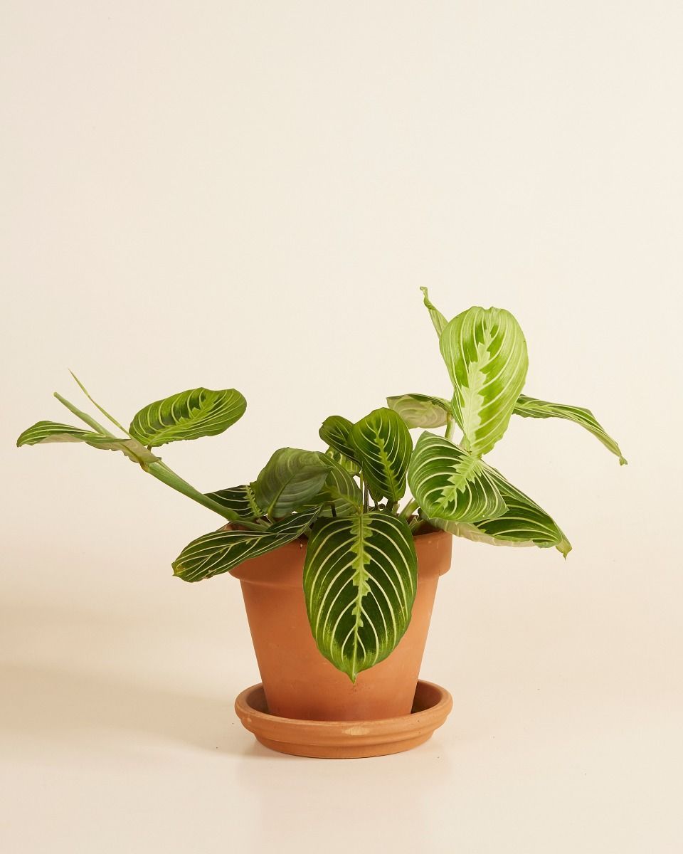 Maranta Gebetspflanze Lemon Lime