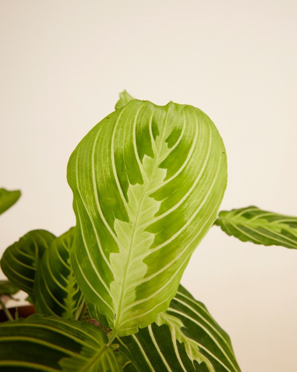 Maranta Gebetspflanze Lemon Lime