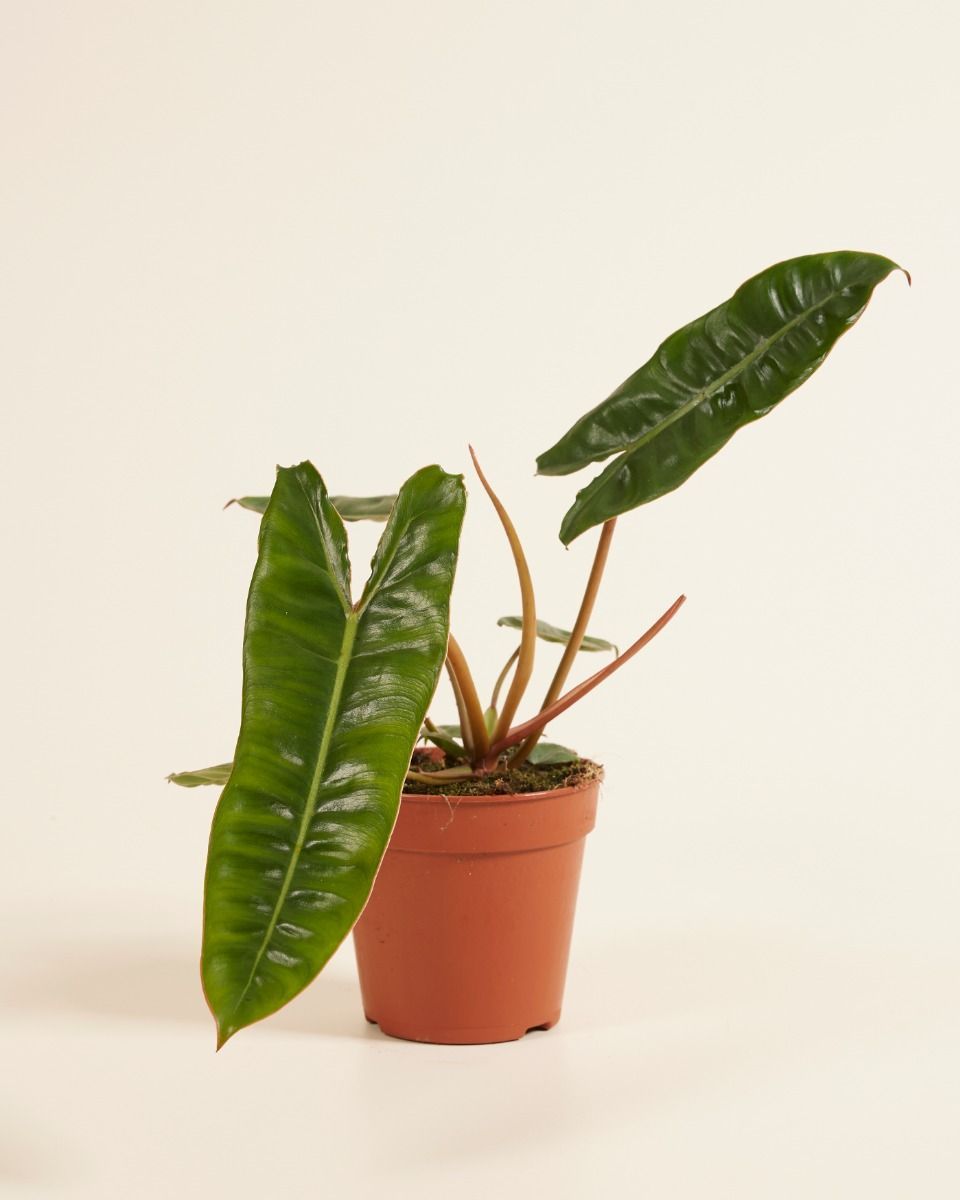 Philodendron Baumfreund Billietiae
