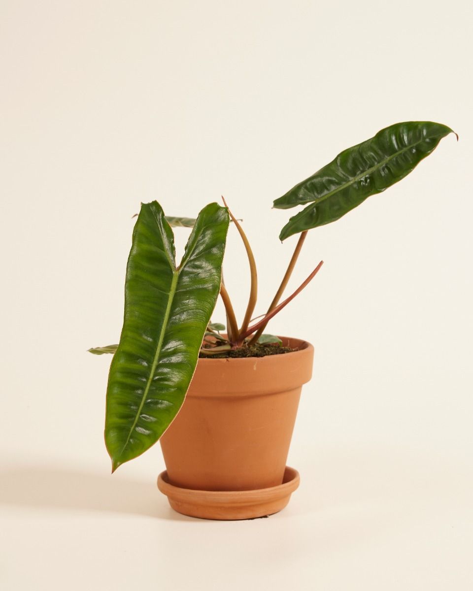 Philodendron Baumfreund Billietiae