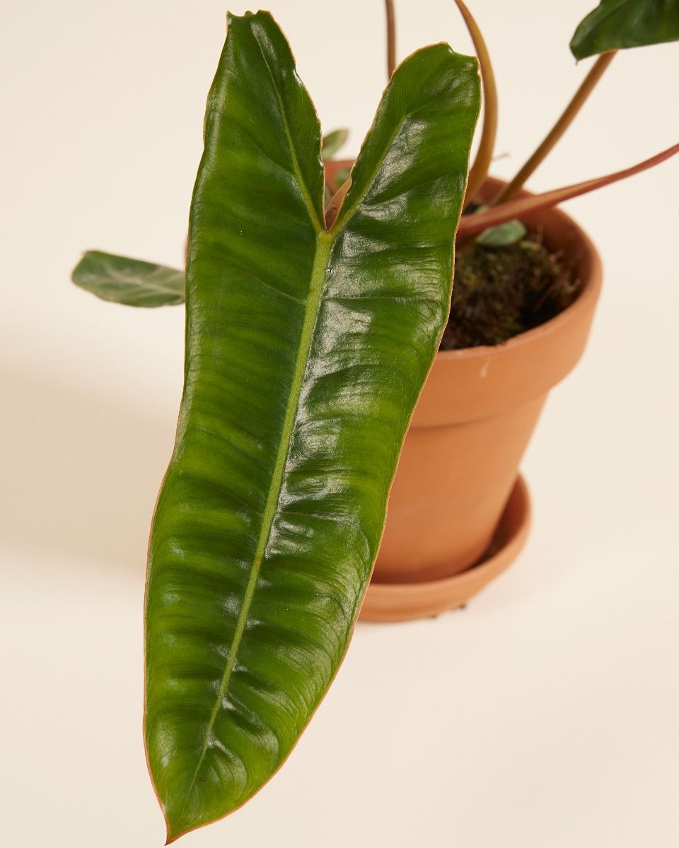 Philodendron Baumfreund Billietiae
