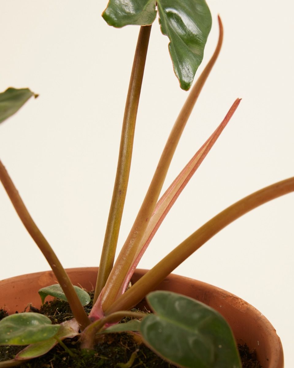 Philodendron Baumfreund Billietiae