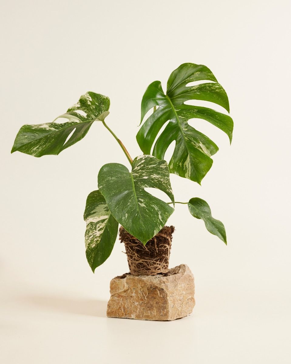 Monstera Fensterblatt Deliciosa Variegata (B-grade)